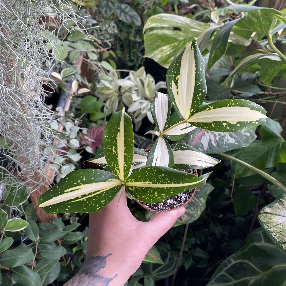 Драцена Dracaena godseffiana milky way