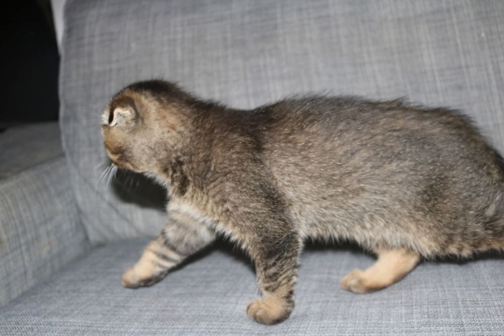 um gatinho  scottish fold golden