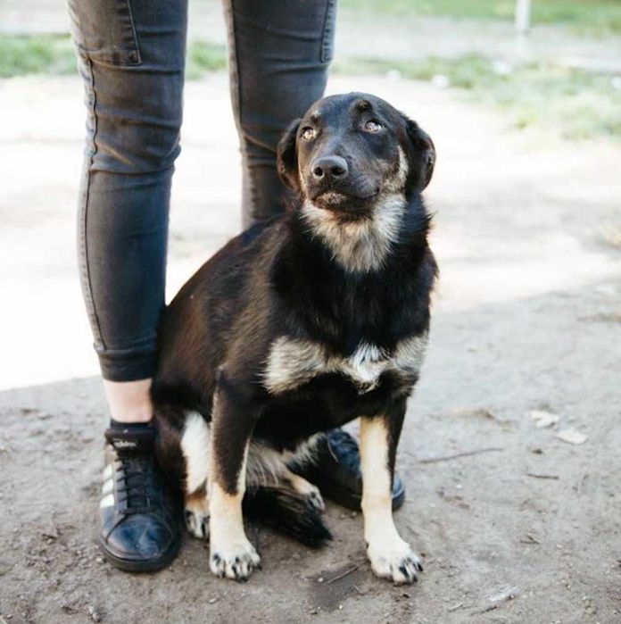 Łagodna Milusia  SZCZENIAK szuka kochającego domu!