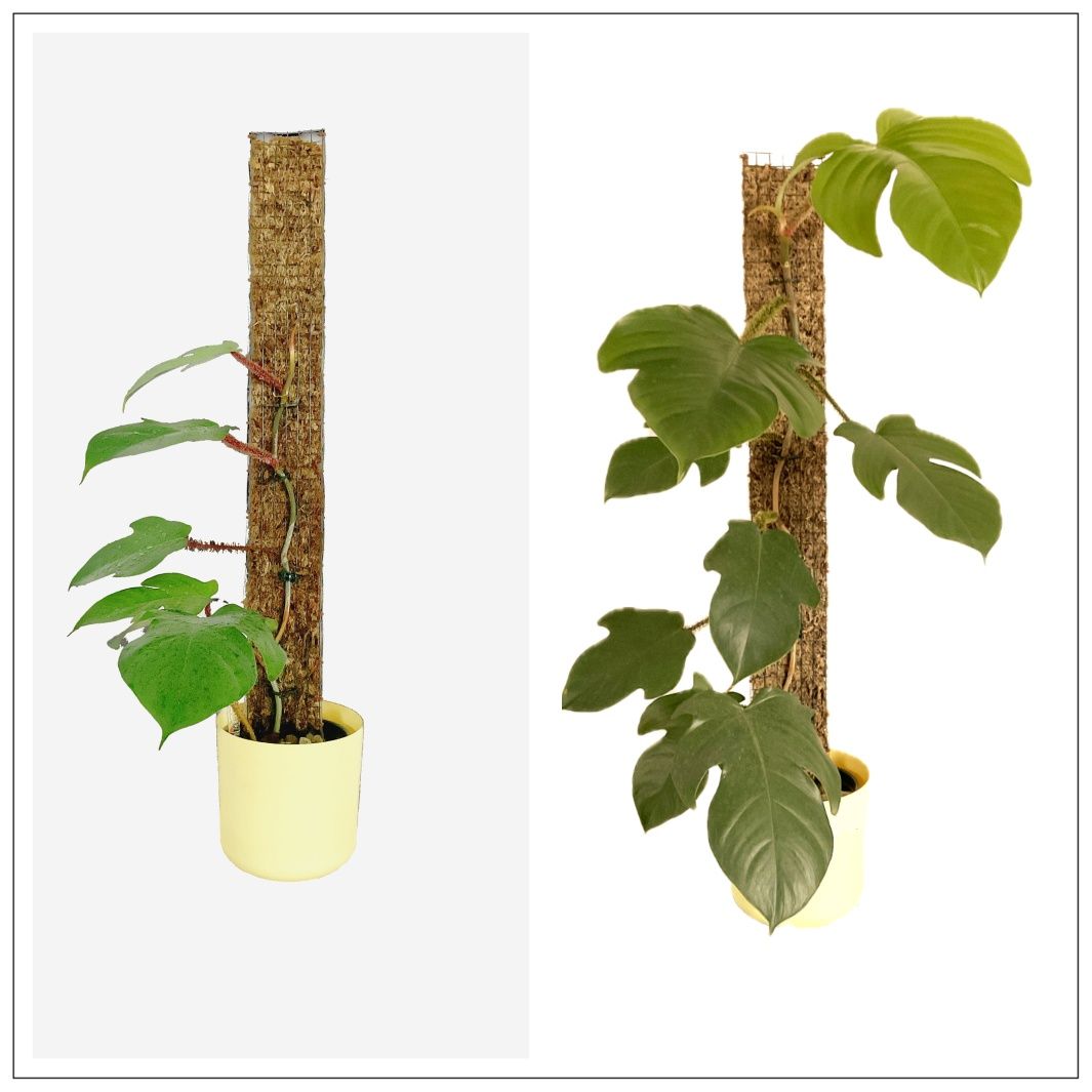 Palik grow vertical z mchu sphagnum hydroponika gruz bigos