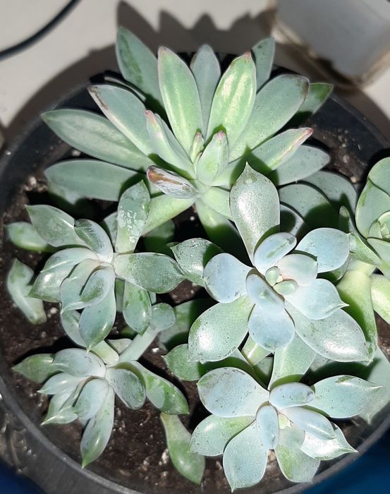 Суккуленты вазон растение