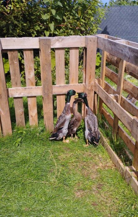 Biegus indyjski kaczory