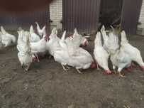Jaja lęgowe leghorn