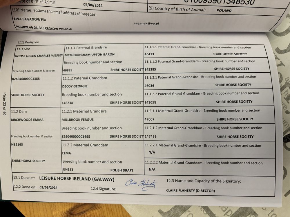 Klacz shire jedyna w Polsce