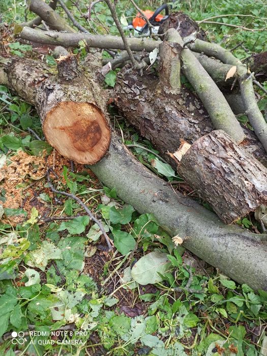 Drewno owocowe jabłoń i gruszką. Do wędzenia