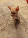 Szczeniaczki chihuahua