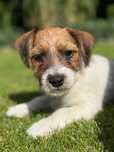 Jack Russell terrier PURE breed MALE #Smartie Jacks# rodzice ZKwP/ FCI
