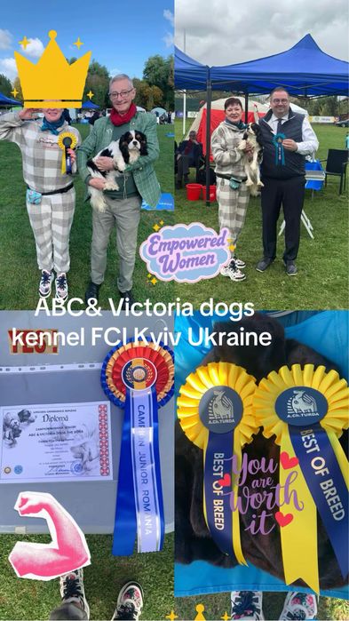 В'язка чемпіон Румунії, України кавалер Київ КСУ FCI