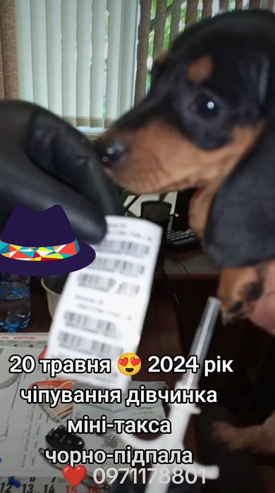 Чистокровні Такси шукають люблячу родину.