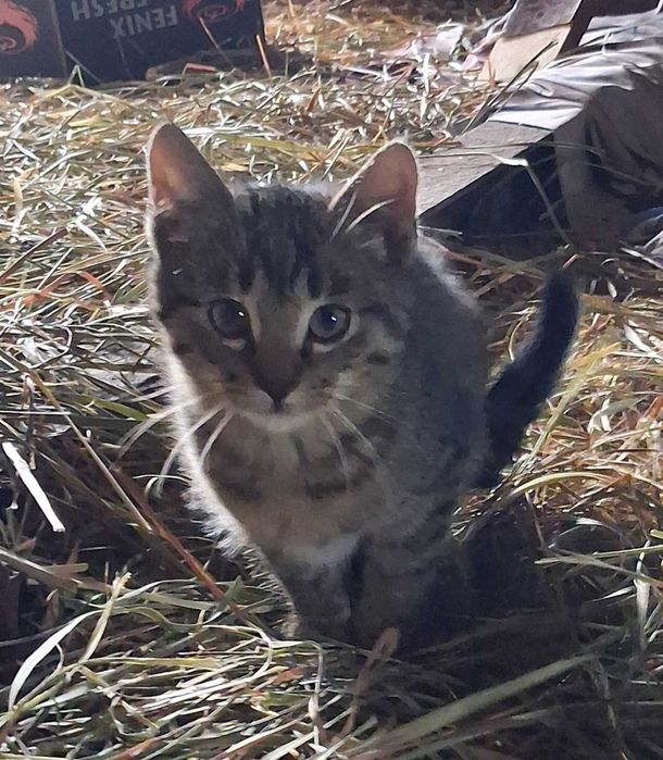 0ddam kotki w dobre ręce