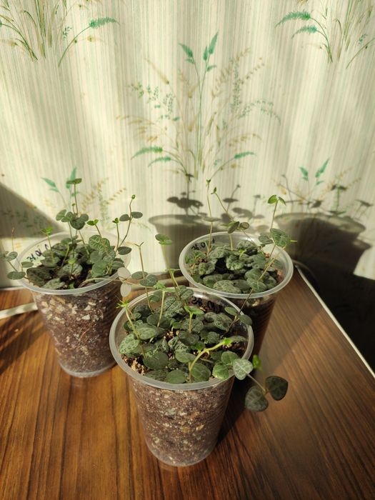 Церопегія Вуду( Ceropegia woodii)