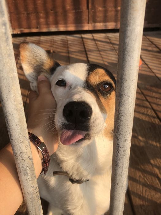 Urocza, kochana i przyjacielska Łatka do pokochania!