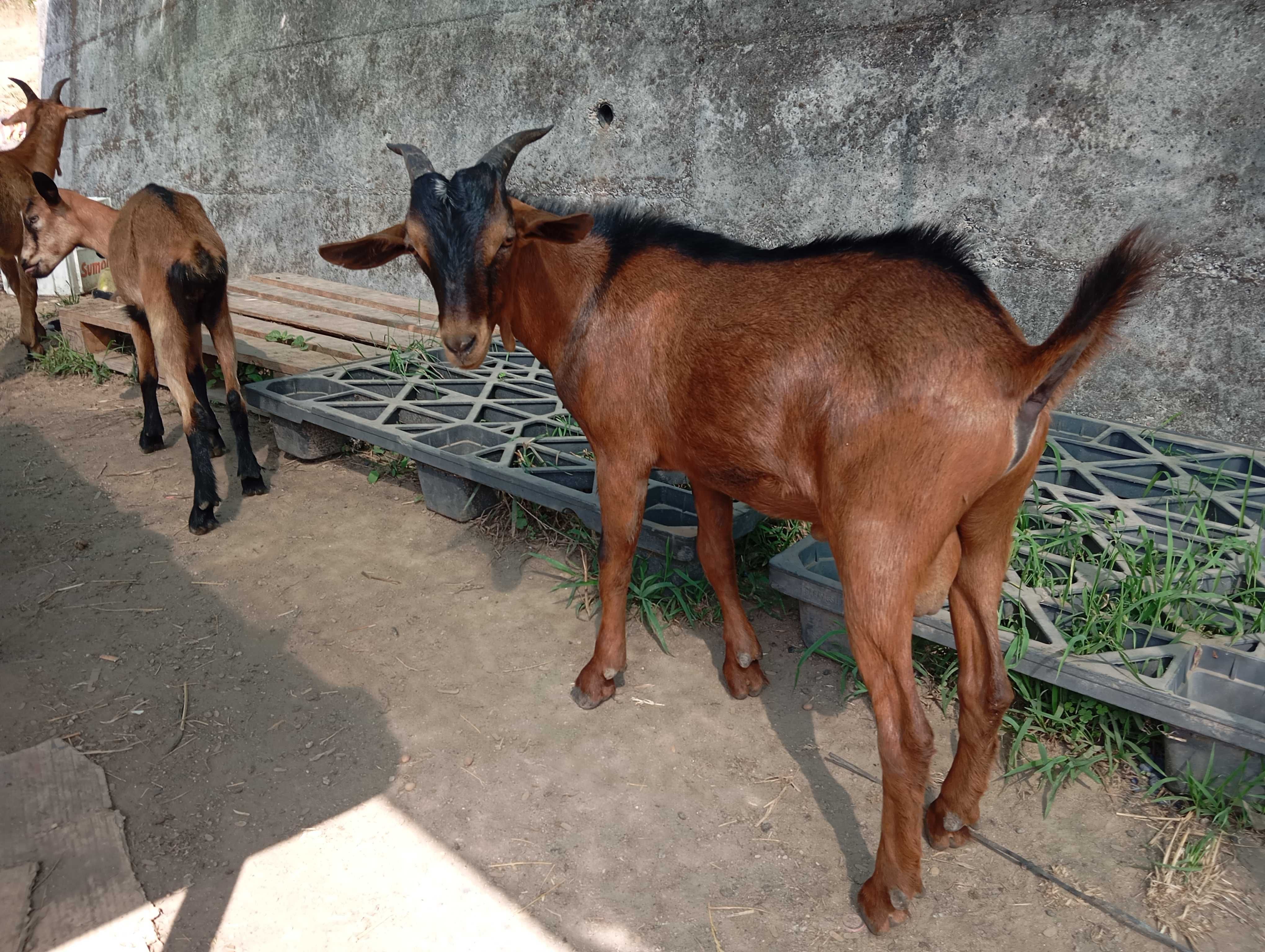 Animais de quinta para mudar de pasto