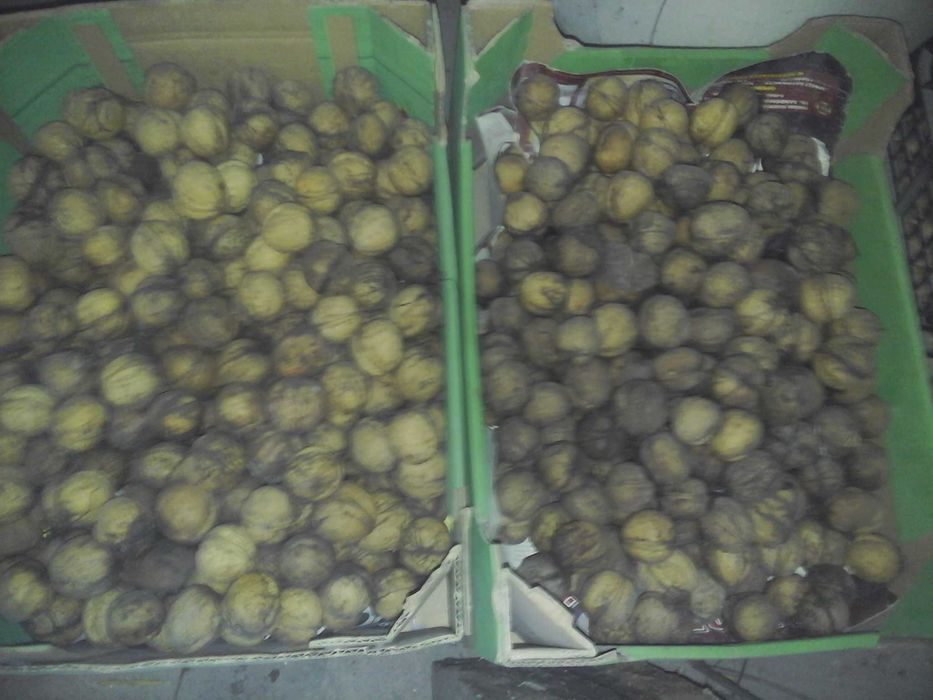 orzechy włoskie sprzedam