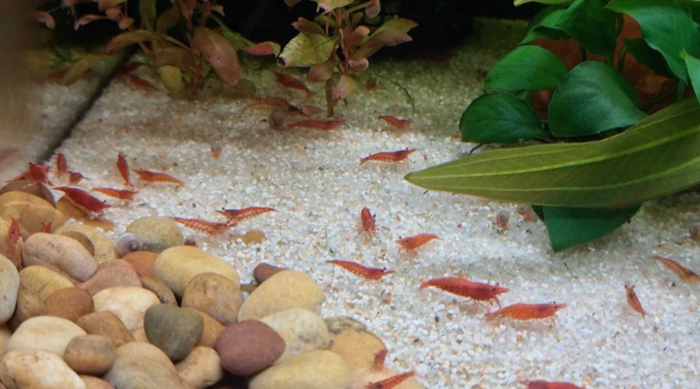 Camarões de Aquário Red Fire e Caracóis Planorbis