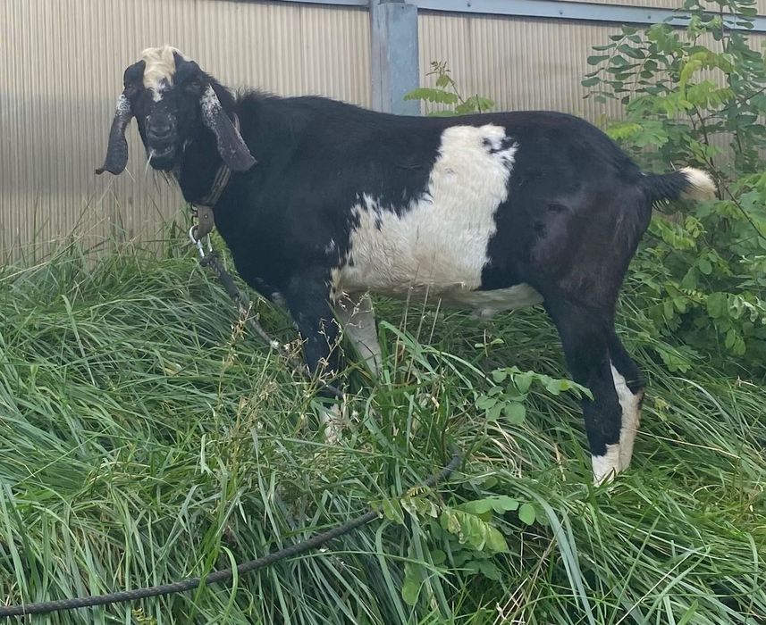 Козел породистий Парування.  Англонубійський 100%  В’язка козлом. Кози