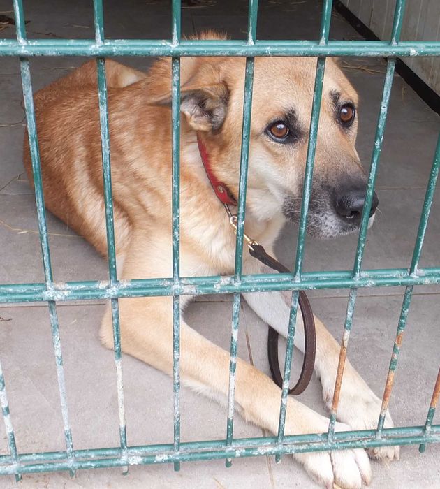 WAZON pies po wypadku i operacji, duży z charakterem do adopcji