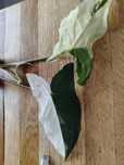 Syngonium Emerald Gem