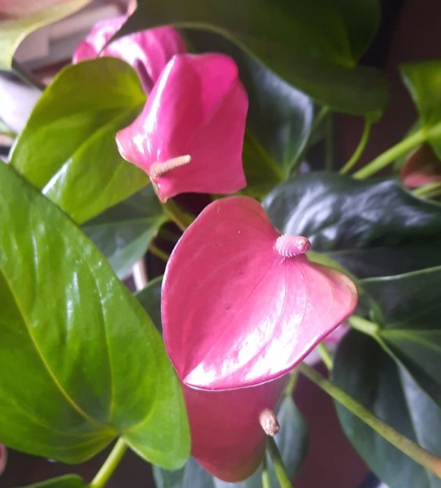 Антуріум колір фуксія, насичений рожевий