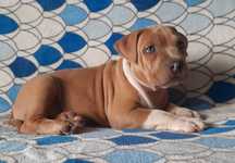 Piesek American Staffordshire Terrier Amstaff