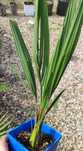 Butia Eriospatha