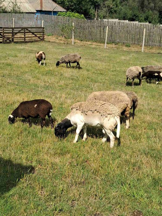 Вівці, барани, овечки