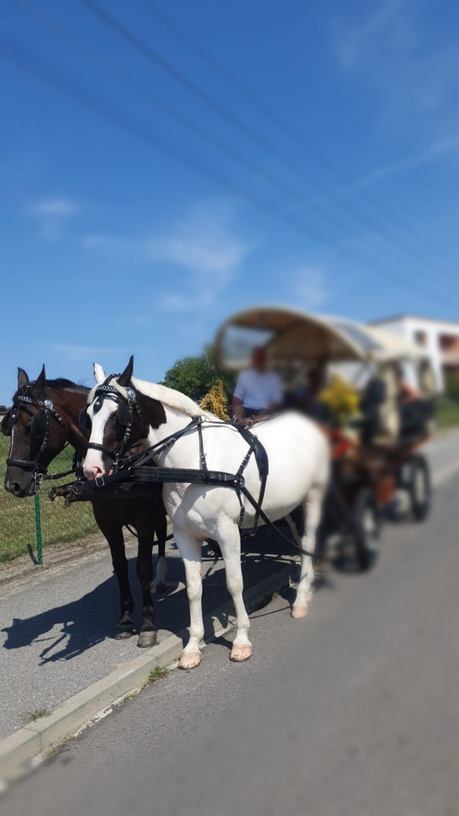 źrebna klacz karosrokata