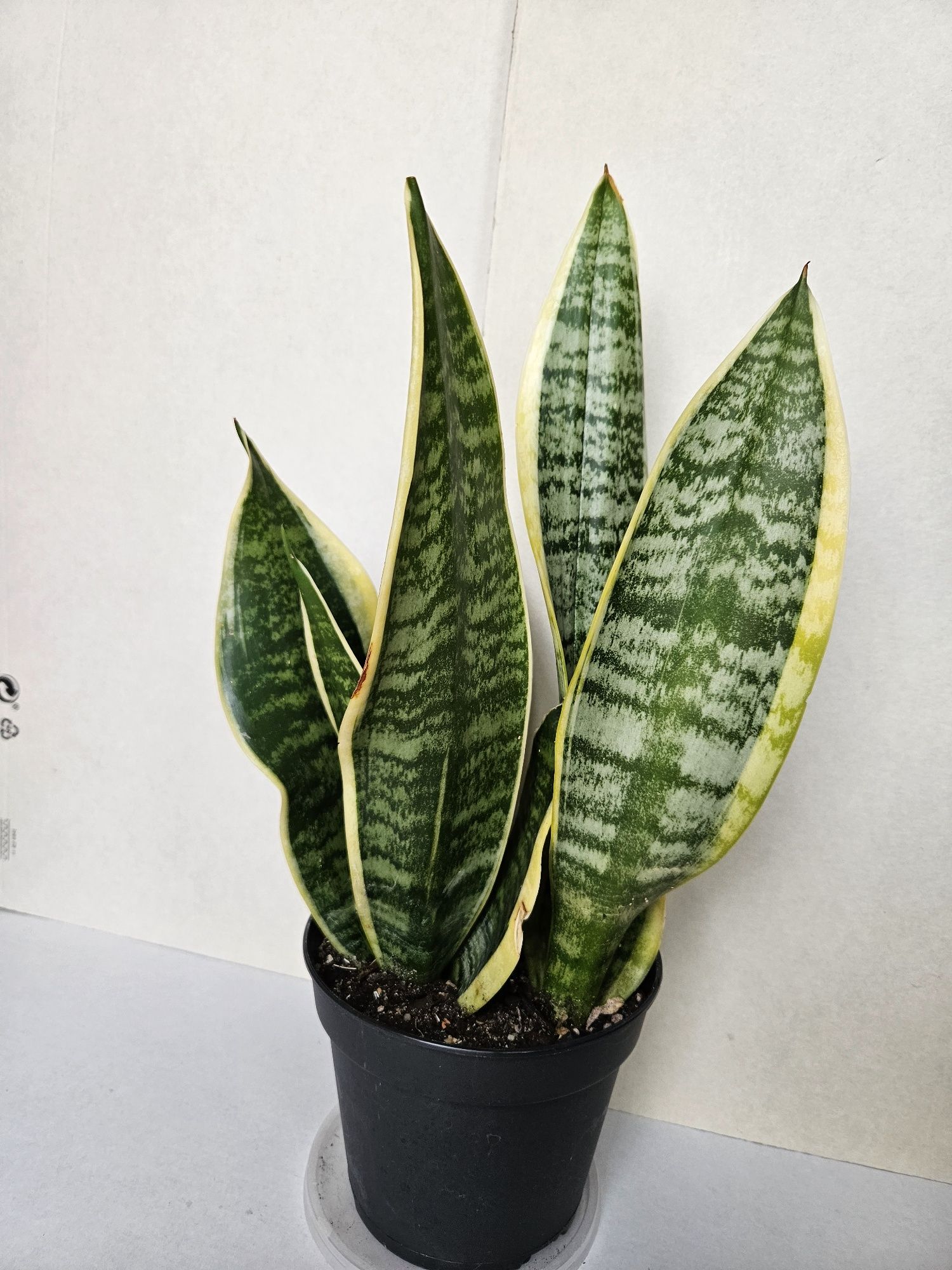 Planta Espada de São Jorge Vaso 14 cm