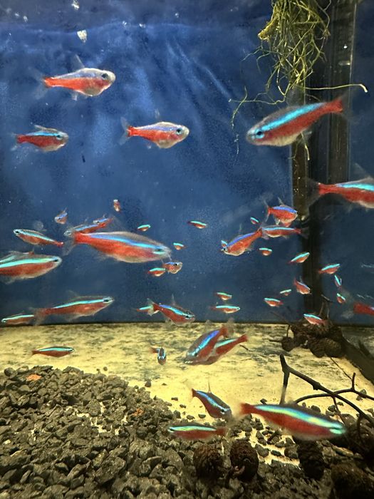 Neon Czerwony Promocja pakiet 20szt 50zł