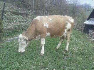 Krowa cielna odbiór