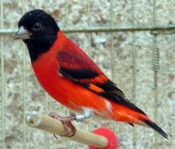 Cardinalito classico ancestral 2025