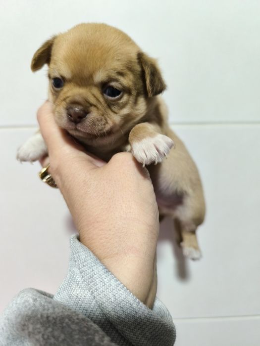 Chihuahua Mini Menino de olhos azuis.