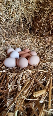 Wiejskie Jajka od kur z własnego gospodarstwa