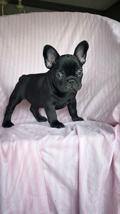 Французькі бульдоги дівчатка