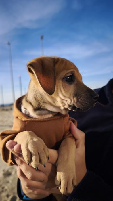 Cão para doar Machiato