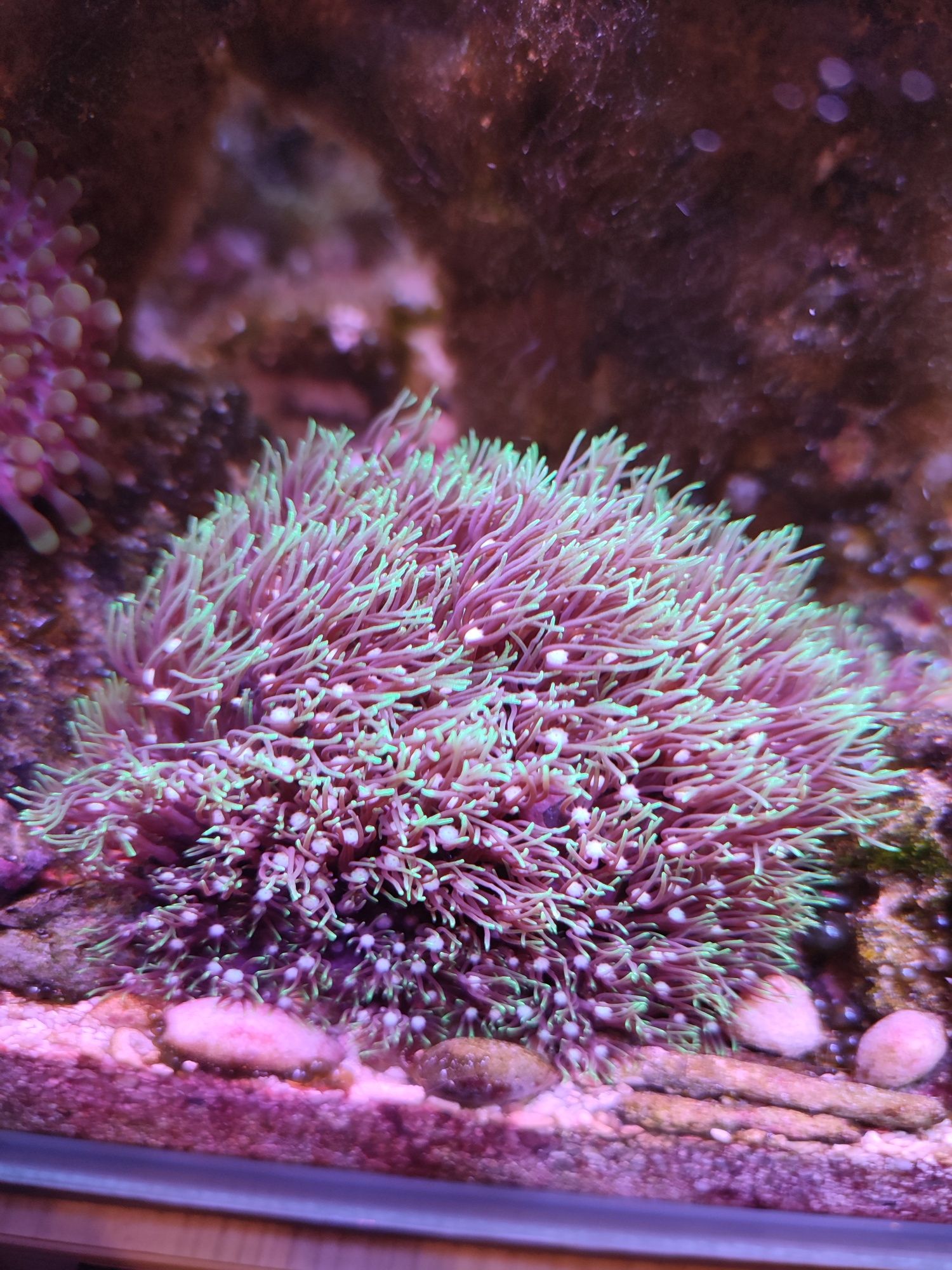 Briareum - koral morski