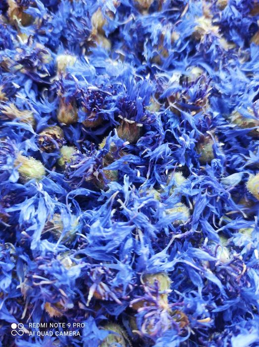 Квiтки волошки польова. В наявності 3,5кг.