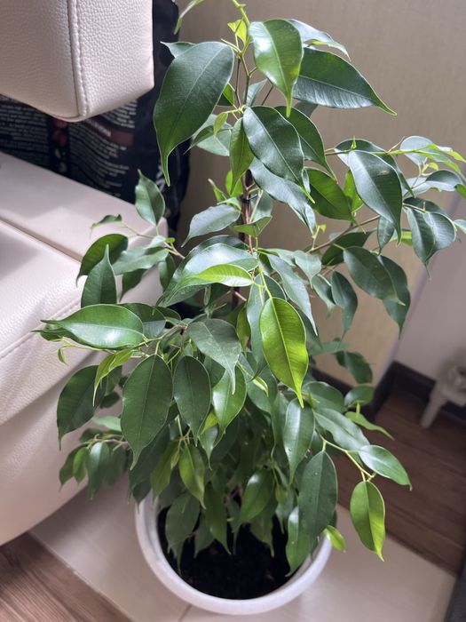 Фікус Бенджаміна дорослий