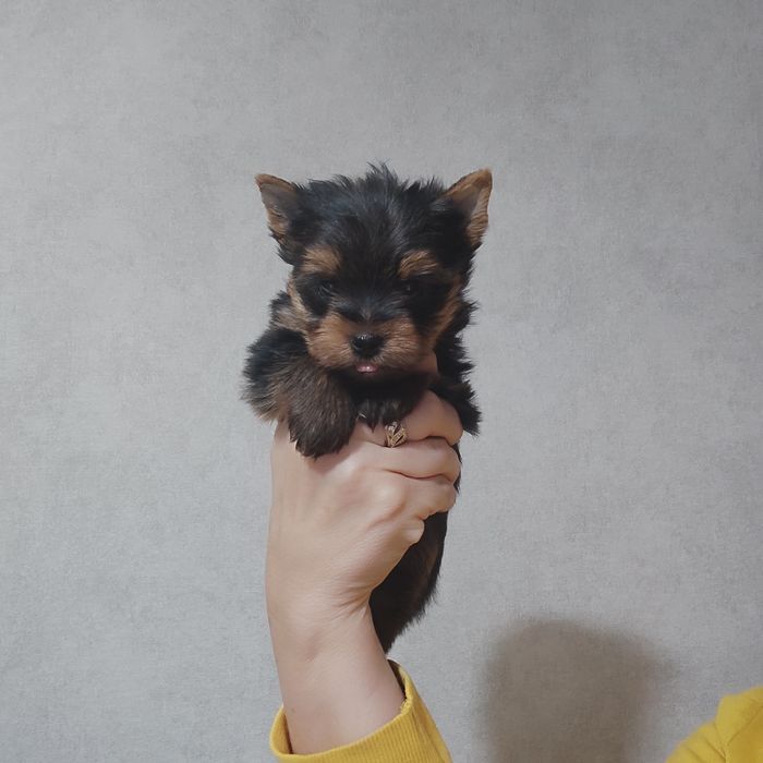 Йоркширський тер'єр міні