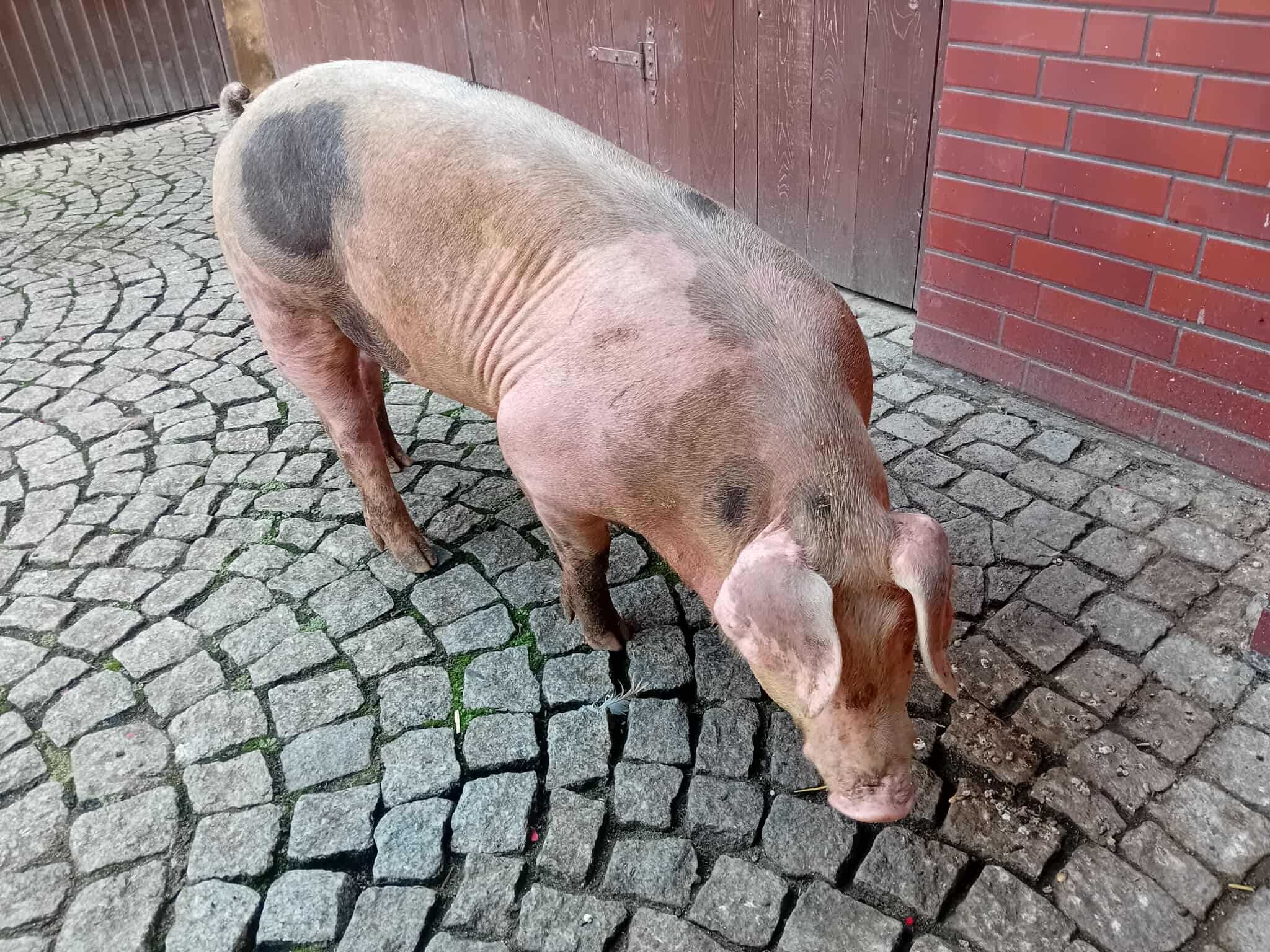 Sprzedam knurka knura