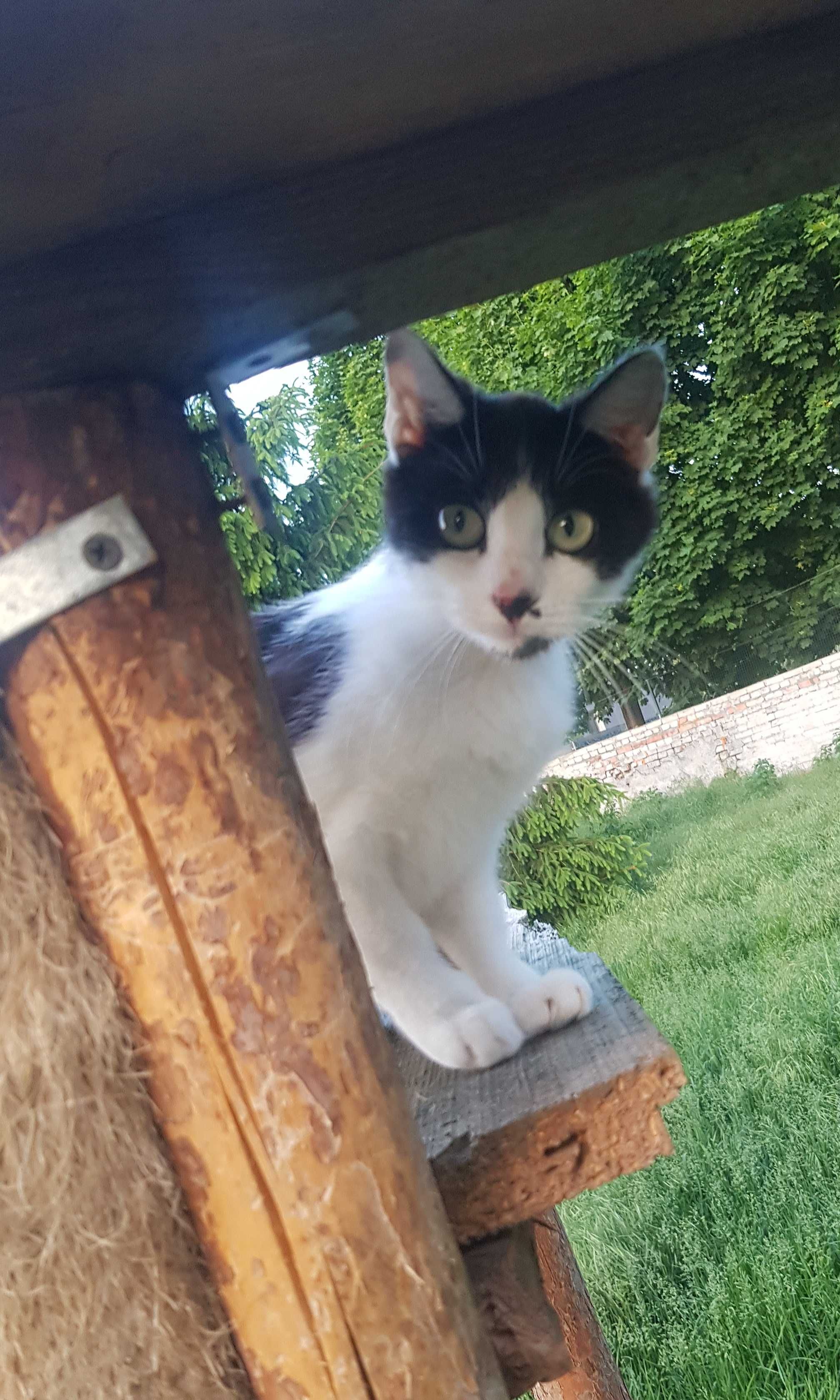 Jagódka koteczka do adopcji