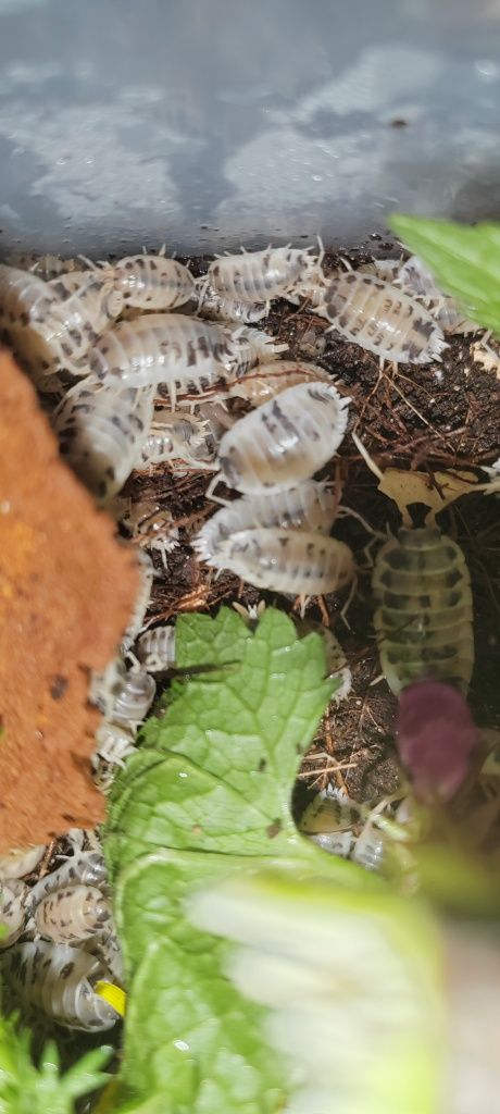 Prosionki Porcellio laevis “dairy cow"