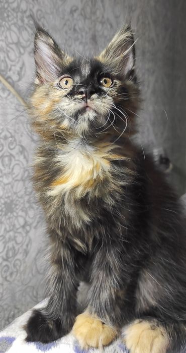 Котята породы Мейн Кун
