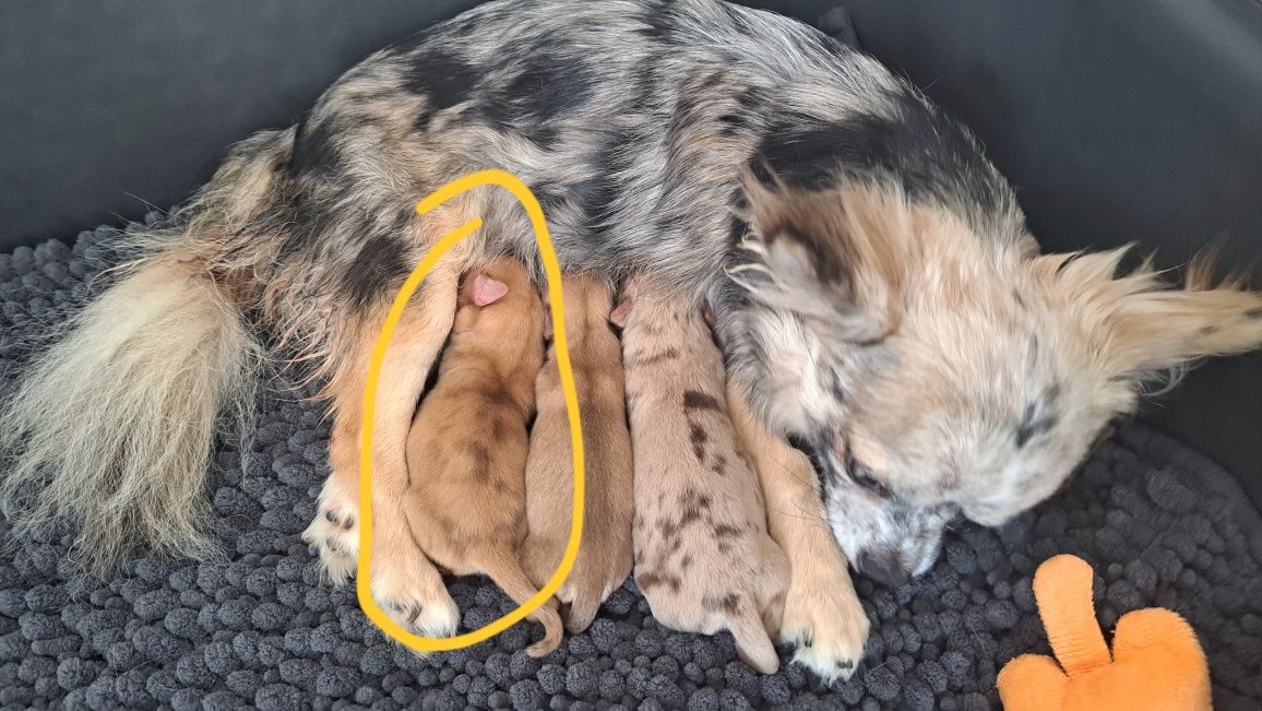 Suczka chihuahua długowłosa choco merle