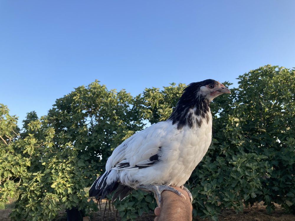 Frangas Lakenvelder