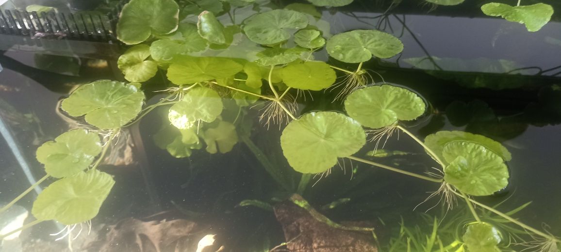 Hydrocotyle leucocephala