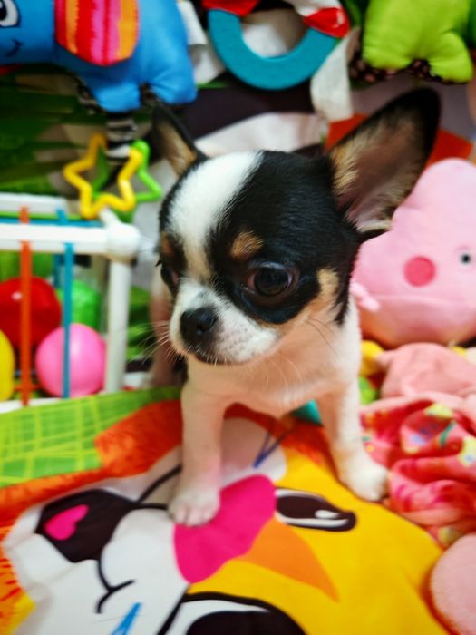 Biało czarny piesek