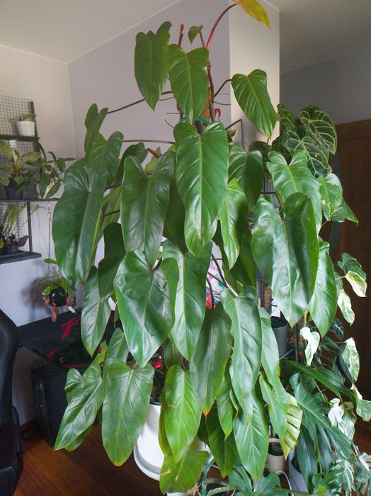 Philodendron Painted Lady