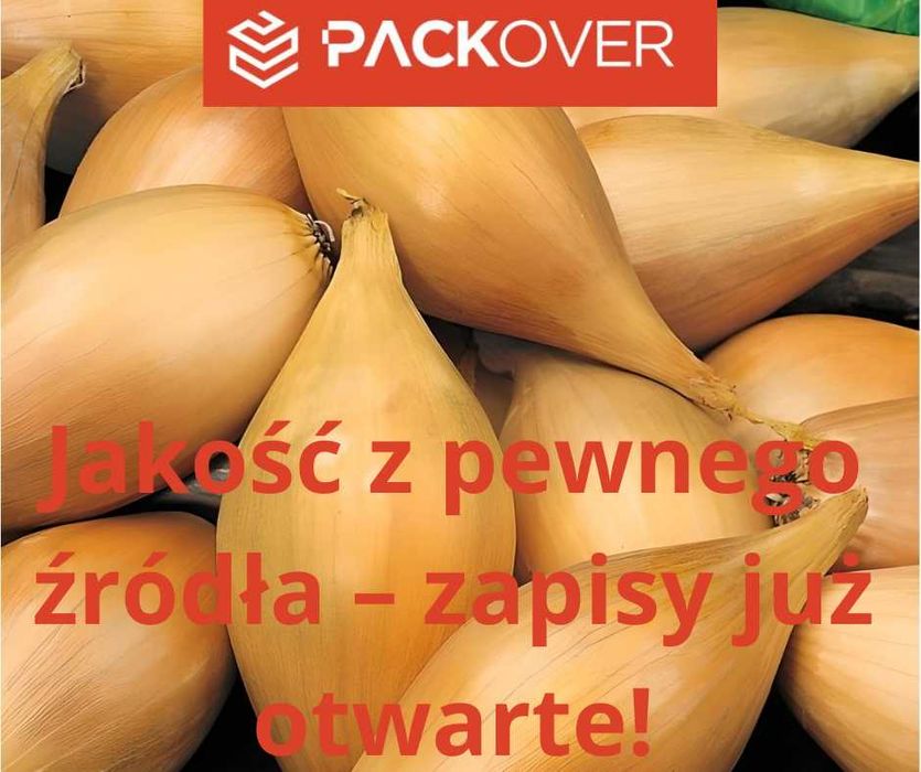 Zapisy na cebulę dymkę z Holandii