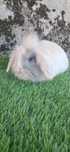 Coelho anão mini lop belier